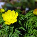 방림원 식물원 이미지