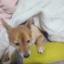 은혜자동차 | 자동차 구입, 영화 후기(빛의 씨어터/릴로와 스티치/미션임파서블)