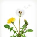 민들레화원 이미지