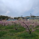 복숭아 펜션 이미지