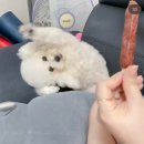 펫스토리 | 강아지 핫도그 간식 추천｜펫스토리 제품 후기