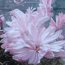 향기유럽분꽃나무-완료 ,신품종 분홍별목련(던) 이미지