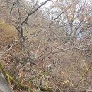 11월22일 서면/성지곡수원지 백양산숲길 구포당숲 덕천역 황벽나무외 이미지