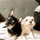 동인동물병원 이미지