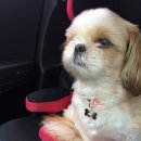 개이쁨샵 이미지