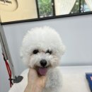 그루밍리본 이미지