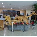 공룡박물관 이미지