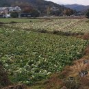 그냥 심심해서요. (12250) 배춧잎 마르는 갈색줄무늬병 이미지