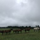 덕인목장 이미지