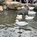 멈무는하루 | 일기]포천 당일치기 여행코스(내돈내산 맛집, 카페, 마이애니멀 스토리 in 평강랜드, 테디베어 소 후기)