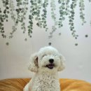 하늘하개 이미지