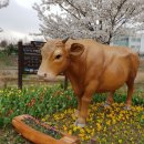 황구지천 자전거길(하천) 이미지