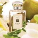 프리지아A 이미지