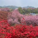 완산-124 | 전주 완산칠봉꽃동산 겹벚꽃명소 개화시기 및 주차장 후기