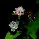 꽃들의 미소 이미지