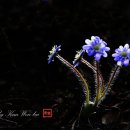 수지면 마륜마을 이미지