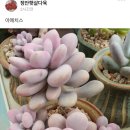 정안햇살다육
