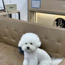 베를린 동물치과센터 이미지