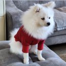 dog's 애견샵 네이버블로그