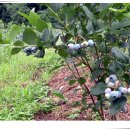 양강농장 이미지