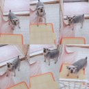 모모 애견미용 이미지