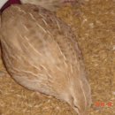 Golden Quail(골든메추리) 종란 분양합니다. 이미지