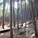 산수림