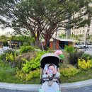 몬스타주 | 오이스터 미니 플러스 휴대용 유모차 오토폴딩 내돈내산 사용후기