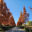 매리생태공원(야구장공원) | 12월 부산 화명생태공원 소요시간 억새 메타세콰이어길