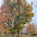 서가무주 이미지