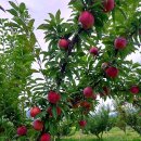 지인농장 이미지