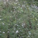 내서 삼풍대공원 이미지