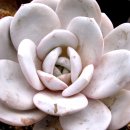 포에버농장 이미지