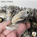 쪼꼬미네 | 결국 구매해버린 쪼꼬미굴, 작지만 통통하고 알찬 쪼꼬미 개체굴 후기