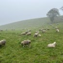 혜선목장 이미지