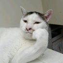 허니문모텔 | 발리 신혼여행] 발리에서의 첫날(공항, 숙소 등) + 동남아 신혼여행, 허니문 패키지 추천/비추천 솔직 후기