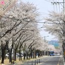 상화농장 | [수성못 벚꽃 개화상황 2025.03.28] 이번 주말이 절정이 될 것 같아요/무료주차장 정보