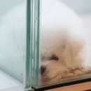 이정훈 강아지 이미지