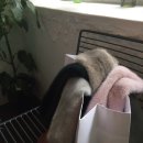 Neuru Market 통밍크머플러 /셀린 밍크 머플러 /셀린통밍크 /셀린* 밍크 /공구시작해요 !!