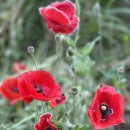 삼문둔치 바닥분수 이동식화장실 | 밀양 5월 6월 가볼만한 곳 둔치공원 양귀비꽃밭