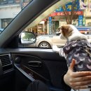 애견동반 멍멍아노올자 이미지