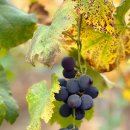 이순농장 이미지