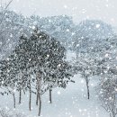 함박눈 Daum카페