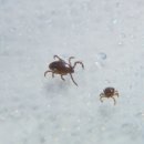쥐매개감염병 [Rodent-borne disease] 이미지