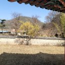 신녕면-화남1리-1