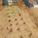 봉수쌈밥 이미지