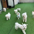 댕구르강아지유치원 이미지