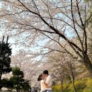 목원대학교 | 목원대학교 벚꽃 포토존 : 대전 숨은 벚꽃 명소