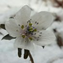 변산바람꽃,복수초,노루귀꽃 경주 토함산에서 이미지