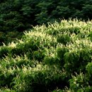 예덕민박 이미지